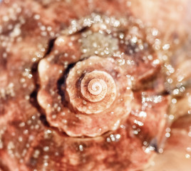 Sea shell close up. Top view, deep focus. Spiral and curly shell texture