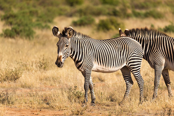 Fototapeta na wymiar Large herd with zebras grazing in the savannah of Kenya
