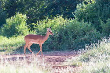 A Grant Gazelle stands in the middle of the grassy landscape of Kenya