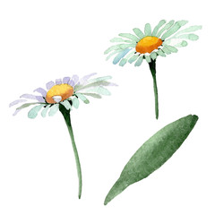 Big white chamomile floral botanical flowers. Watercolor background set. Isolated chamomile illustration element.