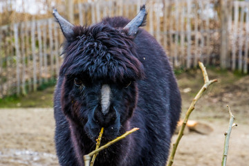 the face of a black alpaca in closeup, alpaca with bare nose syndrome, Animal with Alopecia causing...