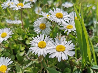 nature animals food gourmet france