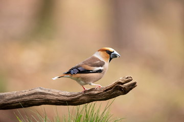 Hawfinch, Coccothraustes coccothraustes