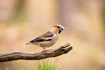 Hawfinch, Coccothraustes coccothraustes