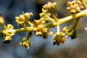 Bunch of young green mango and flowers on tree in garden