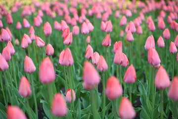 Pink tulip flowers with leafs in the garden.