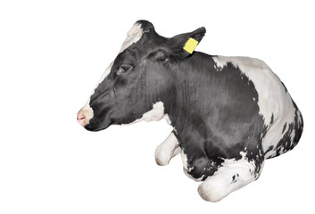 Cow full length isolated on a white background. Funny black and white lying cow close up. Farm animal.