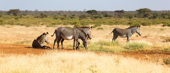 A zebra family is grazing in the savannah of Kenya in Samburu