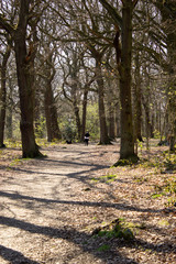A lone figure and her dog walking through the sunlit, tranquil woodland at Northcliffe in Shipley, Yorkshire, 