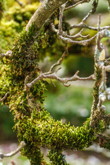 moss on the chinese magnolia in the park