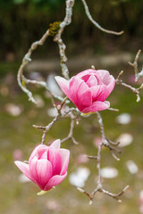 blossoms of chinese magnolia in the park