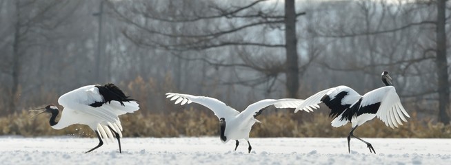 Dancing Cranes. The ritual marriage dance of cranes. The red-crowned crane. Scientific name: Grus japonensis, also called the Japanese crane or Manchurian crane, is a large East Asian Crane.