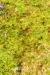 texture of a moss in the park