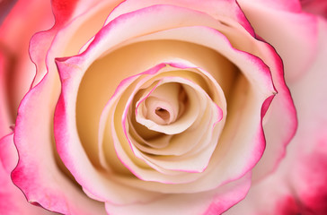Vibrant fresh pink and white rose close up.