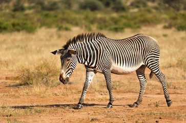 A Grevy Zebra is grazing in the countryside of Samburu in Kenya