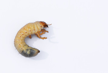 Beetle grub isolated on white background