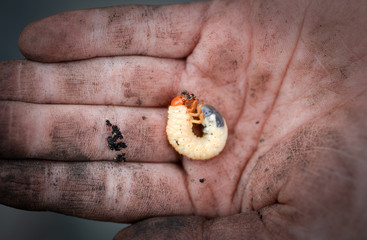 Beetle grub on dirty human hand.