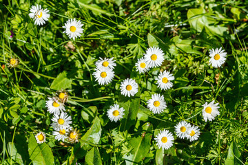 daisies in the grass
