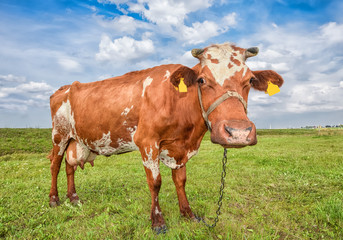 Naklejka na ściany i meble Cow grazing on the background of bright green field. Funny cow on cow farm. Young red and white spotted calf staring at the camera. Curious, amusing cow and natural background