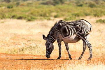 Obraz na płótnie Canvas A Grevy Zebra is grazing in the countryside of Samburu in Kenya