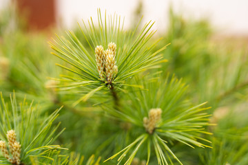 A branch of young pine with a cone, in the spring rain