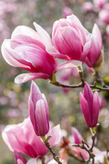 Obraz na płótnie Canvas blossoms of chinese magnolia in the park