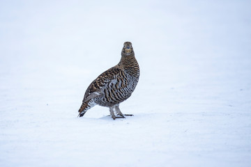 Black Grouse, Lyrurus tetrix