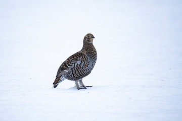 Black Grouse, Lyrurus tetrix