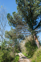 road through the forest