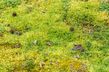 texture of a moss in the park