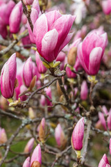 blossoms of chinese magnolia in the park