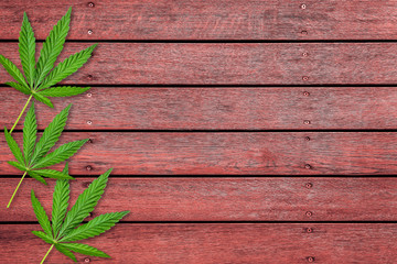 Cannabis or hemp leaves on old red wooden table