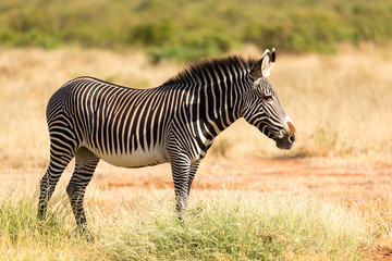 A Grevy Zebra is grazing in the countryside of Samburu in Kenya