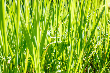 Fototapeta na wymiar grass in the light of sun