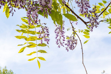 pergolato di Glicine