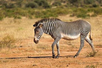 A Grevy Zebra is grazing in the countryside of Samburu in Kenya