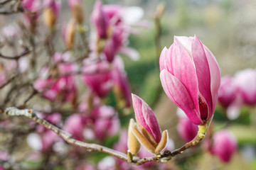 blossoms of chinese magnolia in the park