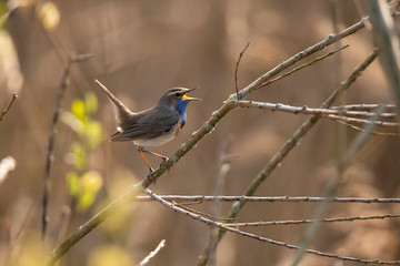 Obraz premium Blue Throat, Luscinia svecica