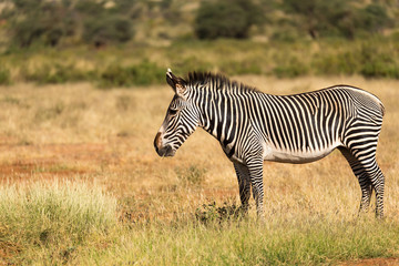 A Grevy Zebra is grazing in the countryside of Samburu in Kenya