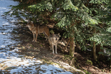 European wolves in forest