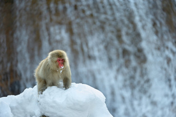 Obraz premium Japanese macaque near the natural hot springs. The Japanese macaque ( Scientific name: Macaca fuscata), also known as the snow monkey. Natural habitat, winter season.