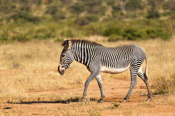 Obraz na płótnie Canvas A Grevy Zebra is grazing in the countryside of Samburu in Kenya