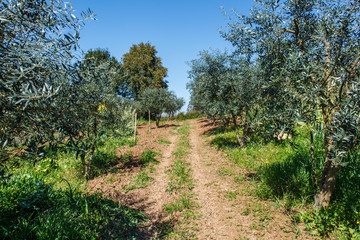 Fototapeta na wymiar road through the field full of olive trees