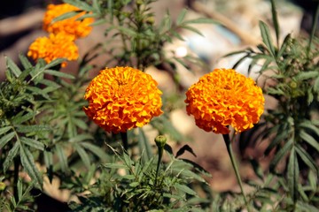 close up marigold flower on field