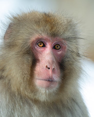Fototapeta premium Japanese macaque. Close up portrait. The Japanese macaque ( Scientific name: Macaca fuscata), also known as the snow monkey. Natural habitat, winter season.