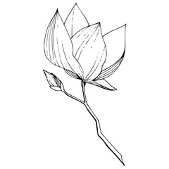 Vector Magnolia foral botanical flowers. Black and white engraved ink art. Isolated magnolia illustration element.