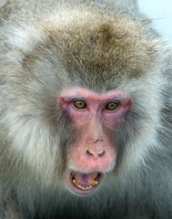 Japanese macaque with open mouth. Close up portrait. The Japanese macaque ( Scientific name: Macaca fuscata), also known as the snow monkey. Natural habitat, winter season.