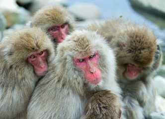 Japanese macaques. Close up group portrait. The Japanese macaque ( Scientific name: Macaca fuscata), also known as the snow monkey. Natural habitat, winter season.