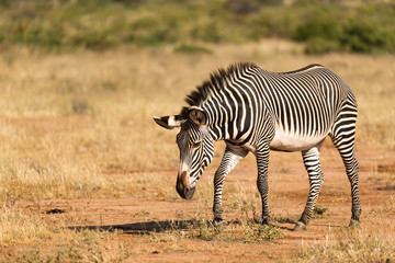 Fototapeta na wymiar A Grevy Zebra is grazing in the countryside of Samburu in Kenya