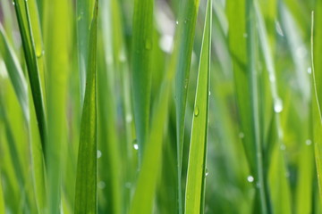 Fototapeta na wymiar Grass in spring